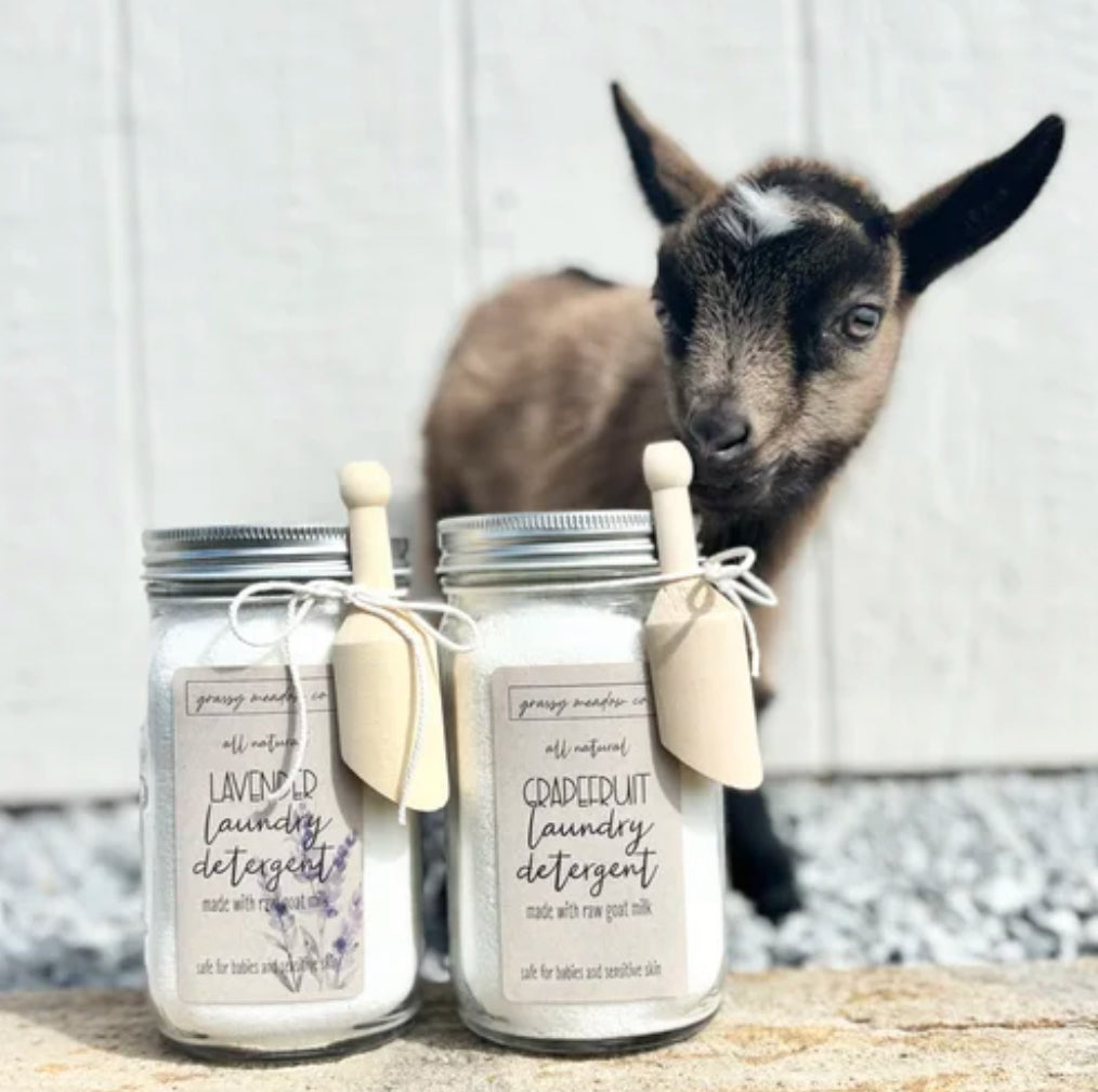 Two mason jar laundry detergents labeled 'all-natural' with small wooden scoops tied to the jars, set on a stone surface in front of a small goat standing against a white paneled wall.