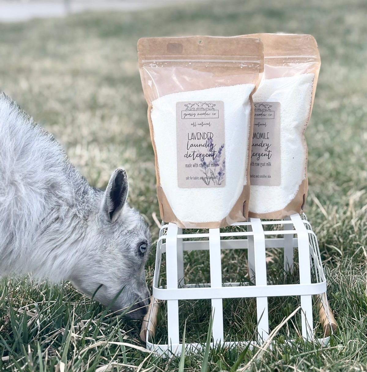 Two stand-up Refill pouches of Lavender Laundry Detergent and Chamomile Laundry Detergent by Grassy Meadow Co. are displayed on a white wire stand in a grassy field, with a goat sniffing the products in the foreground.