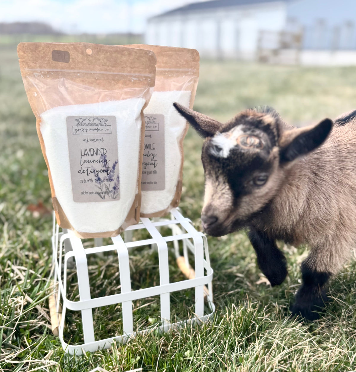 Two stand-up pouches of all-natural Laundry Detergent by Grassy Meadow Co. are displayed on a small white wire crate in a grassy field, with a small goat standing beside them.