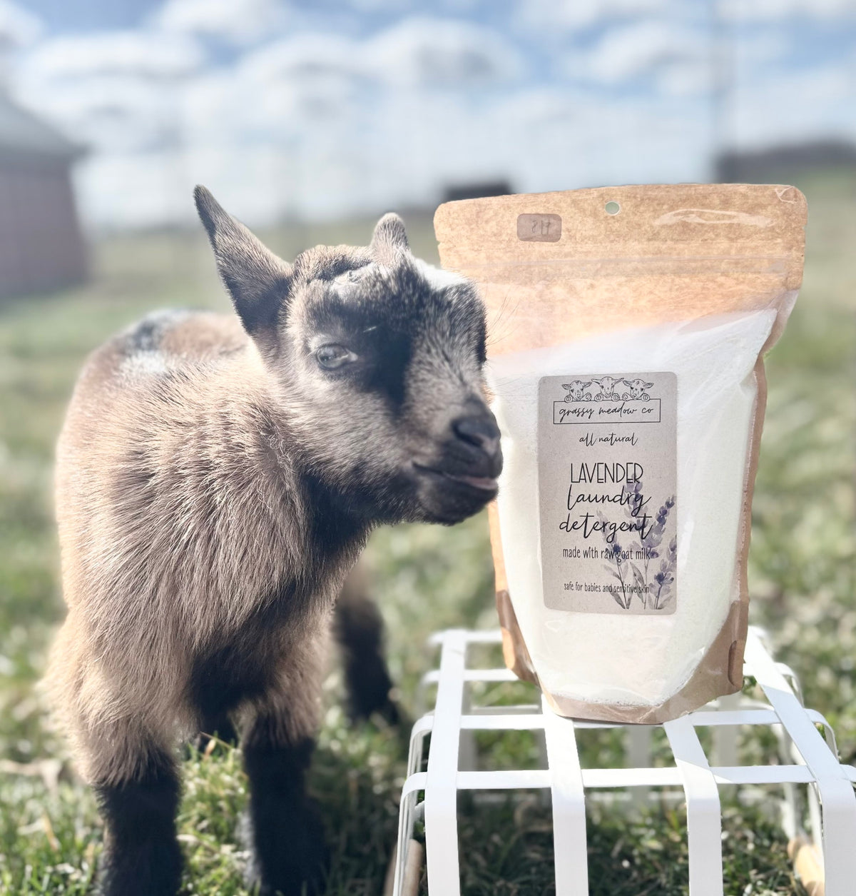 A small goat stands outdoors next to a stand, holding a kraft paper pouch of Lavender Laundry Detergent. The background shows a blurred grassy field and sky.
