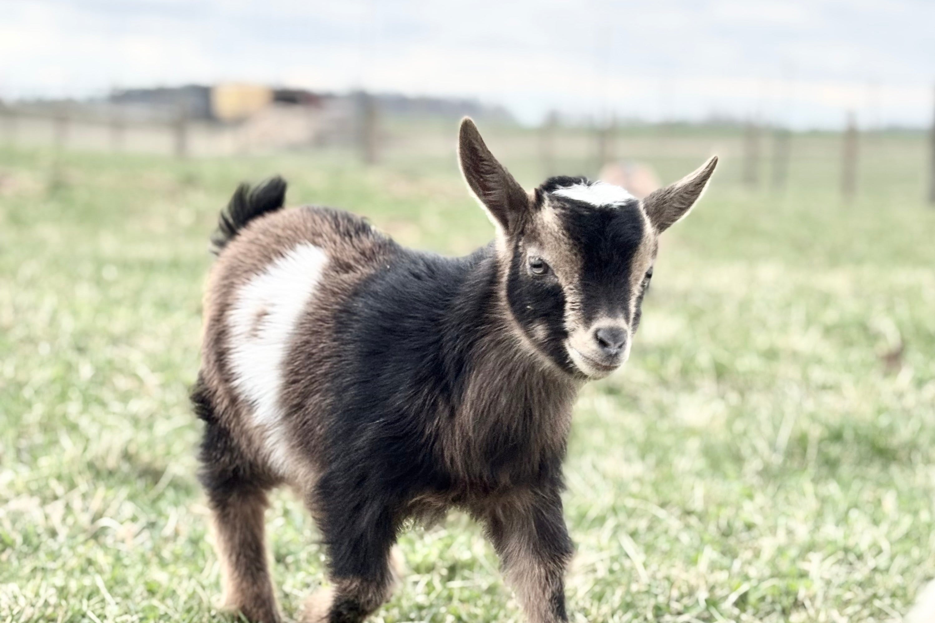 A young black, white and brown nigerian dwarf goat standing in a grassy pasture.