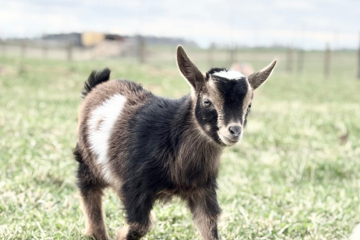 A young black, white and brown nigerian dwarf goat standing in a grassy pasture.